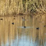 Harmaasorsia, lapasorsia, nokikanoja - Esa Mälkönen