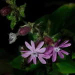 Puna-ailakki - Mehmet Cadiroglu