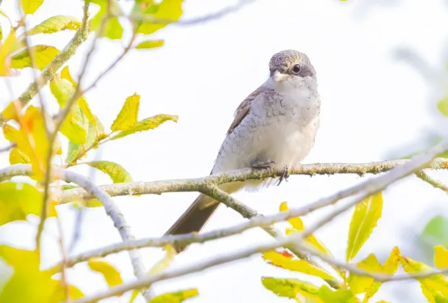 Nuori pikkulepinkäinen – Esa Mälkönen Nuori pikkulepinkäinen - Esa Mälkönen