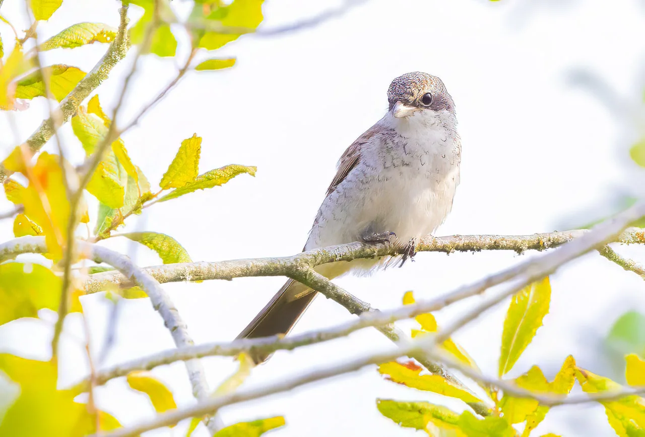 Nuori pikkulepinkäinen – Esa Mälkönen Nuori pikkulepinkäinen - Esa Mälkönen