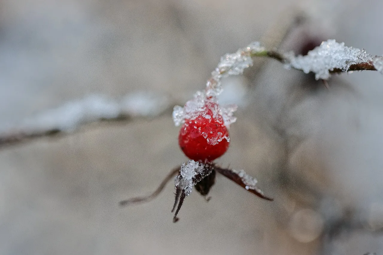 Iharuusu – Kuva Jukka Ranta