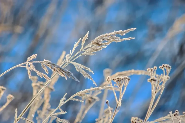 Heinä - Kuva Jukka Ranta