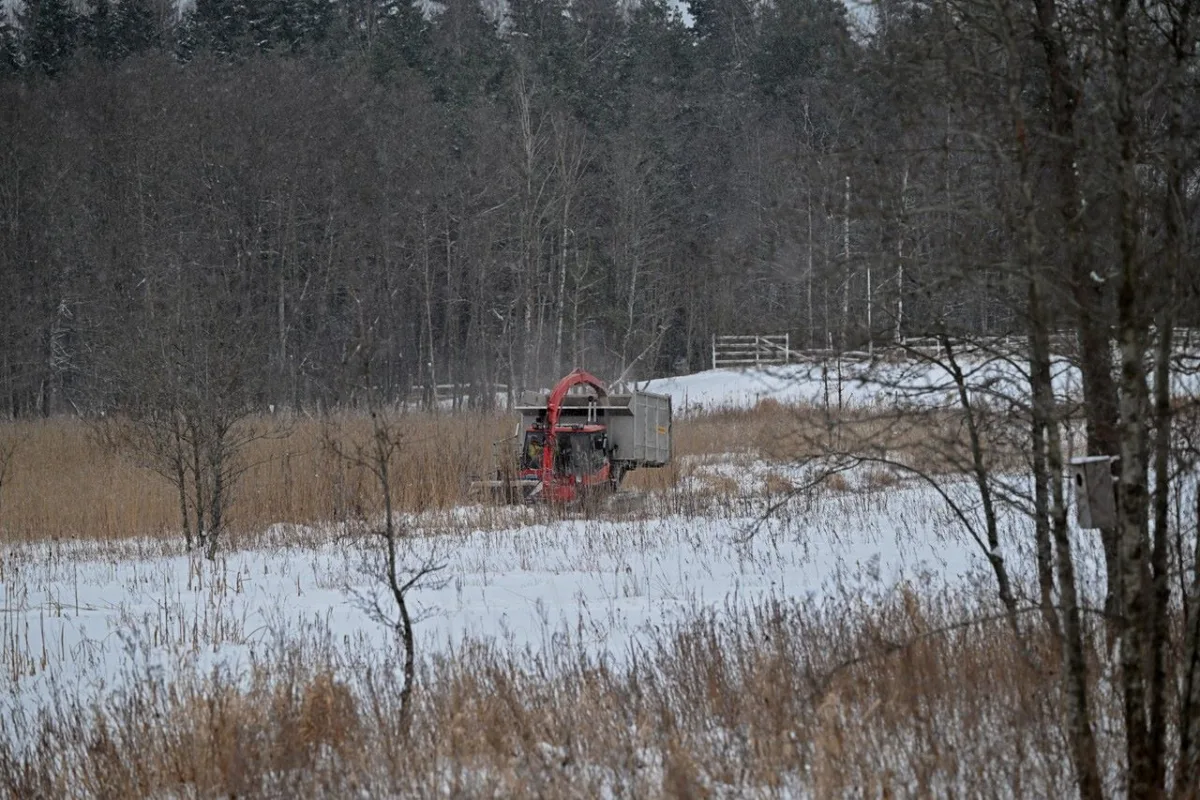 Järviruokon niitto – Tommi Heinonen Järviruokon niitto - Tommi Heinonen