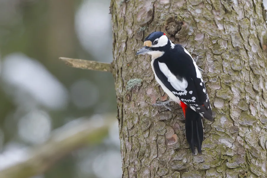 Käpytikka - kuva Mehmet Cadiroglu