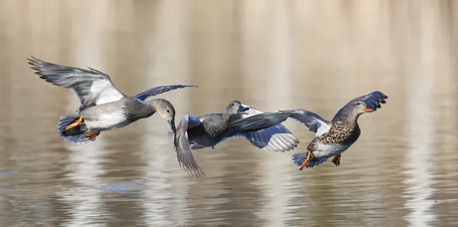 Harmaasorsat - Mehmet Cadiroglu