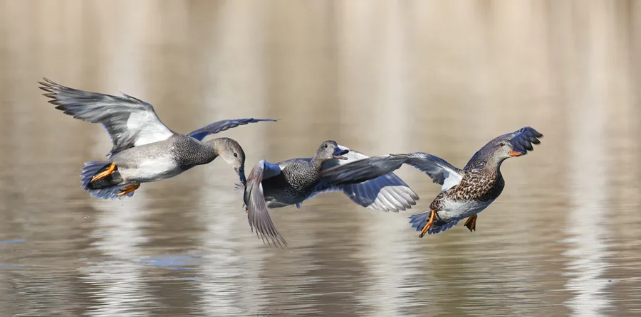Harmaasorsat - Mehmet Cadiroglu