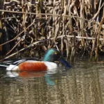 Lapasorsakoiras - Mehmet Cadiroglu