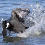 Nokikana - Esa Mälkönen