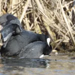 Nokikanat parittelevat - Mehmet Cadiroglu