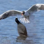 Naurulokin ja nokikanan eripura - Esa Mälkönen