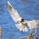 Naurulokki rakentaa pesää - Mehmet Cadiroglu