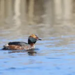 Mustakurkku-uikku - Mehmet Cadiroglu