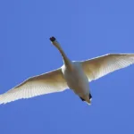 Kyhmyjoutsen - Mehmet Cadiroglu