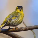 Vihervarpunen - Mehmet Cadiroglu