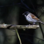 Pajusirkku - Mehmet Cadiroglu