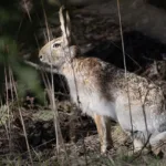 Rusakko - Esa Mälkönen