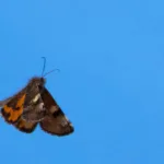 Koivutyttöperhonen - Esa Mälkönen