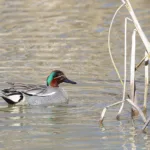 Tavikoiras - Mehmet Cadiroglu