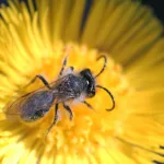 Hammasmaamehiläiskoiras - Helmut Diekmann