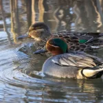 Tavipariskunta - Esa Mälkönen