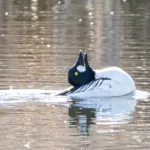 Telkkä pullistelee - Esa Mälkönen