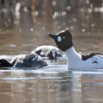 Telkkäpari ja nokikana - Esa Mälkönen