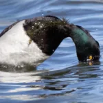 Tukkasotka sukeltaa - Esa Mälkönen