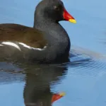 Liejukana - Esa Mälkönen