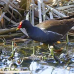 Liejukana - Mehmet Cadiroglu