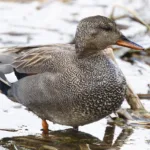 Harmaasorsa koiras- kuva Mehmet Cadiroglu