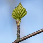 Hiirenkorva - Paul Stevens