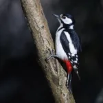 Käpytikka - kuva Mehmet Cadiroglu