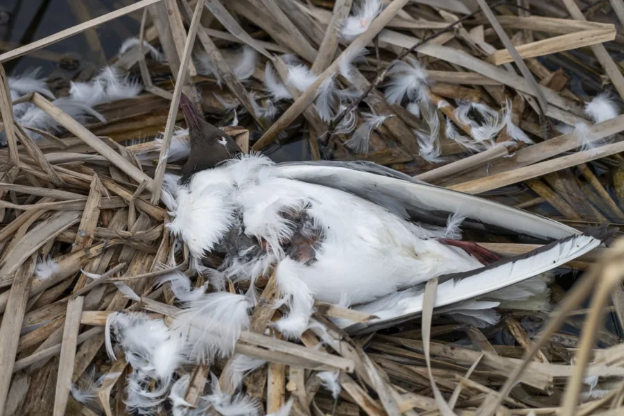 Kuolut naurulokki - Kuva Paul Stevens