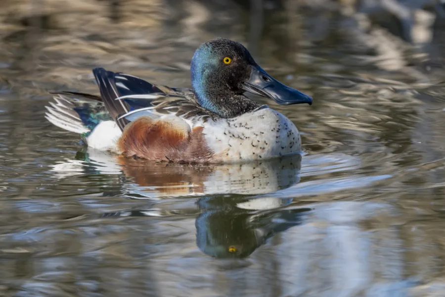 Lapasorsa koiras - Kuva Paul Stevens