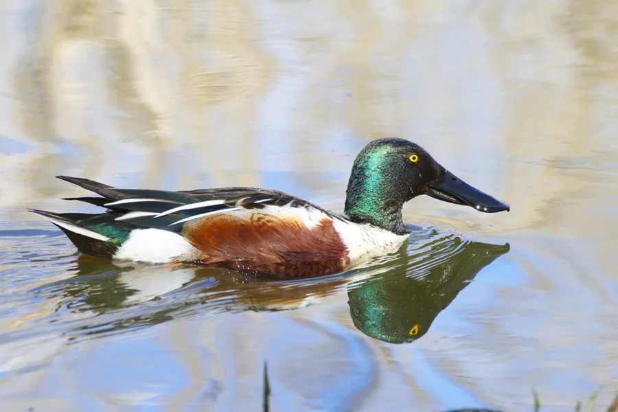 Lapasorsa koiras - kuva Mehmet Cadiroglu