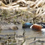 Lapasorsat ruokailee- kuva Mehmet Cadiroglu
