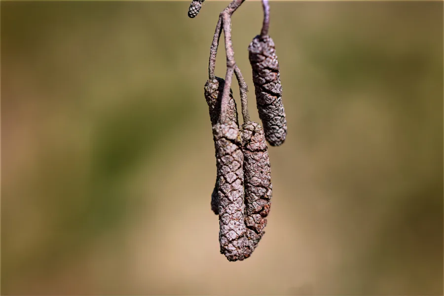 Lepän norkoja - Kuva Jukka Ranta