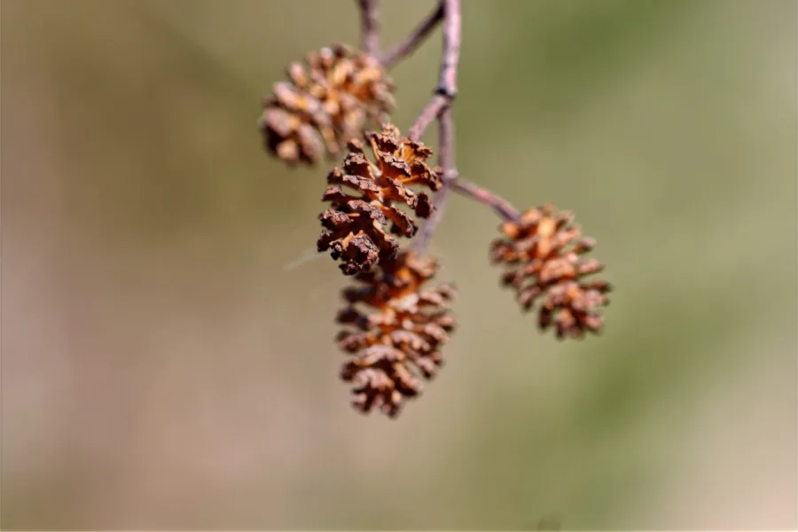 Lepän pähkylä - Kuva Jukka Ranta