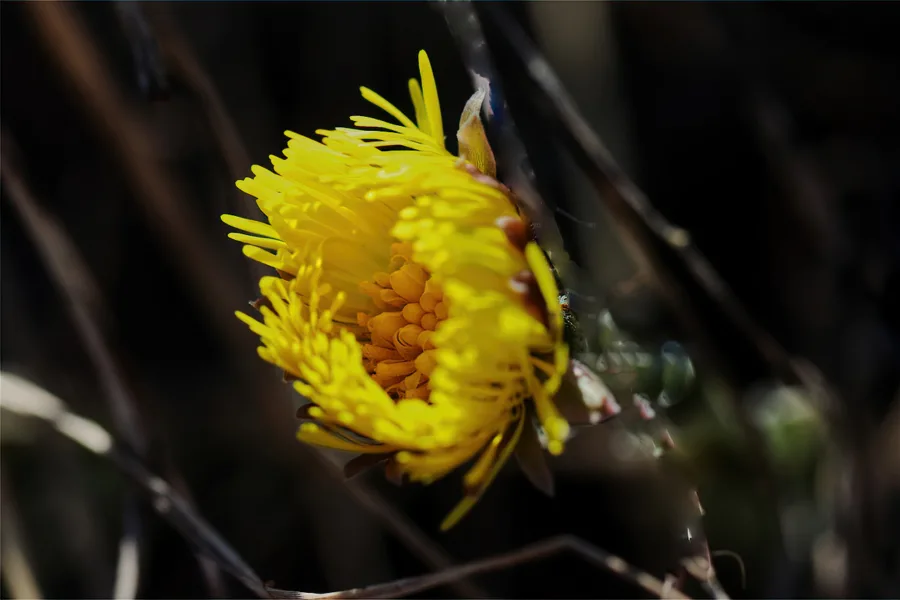 Leskenlehti - Kuva Jukka Ranta