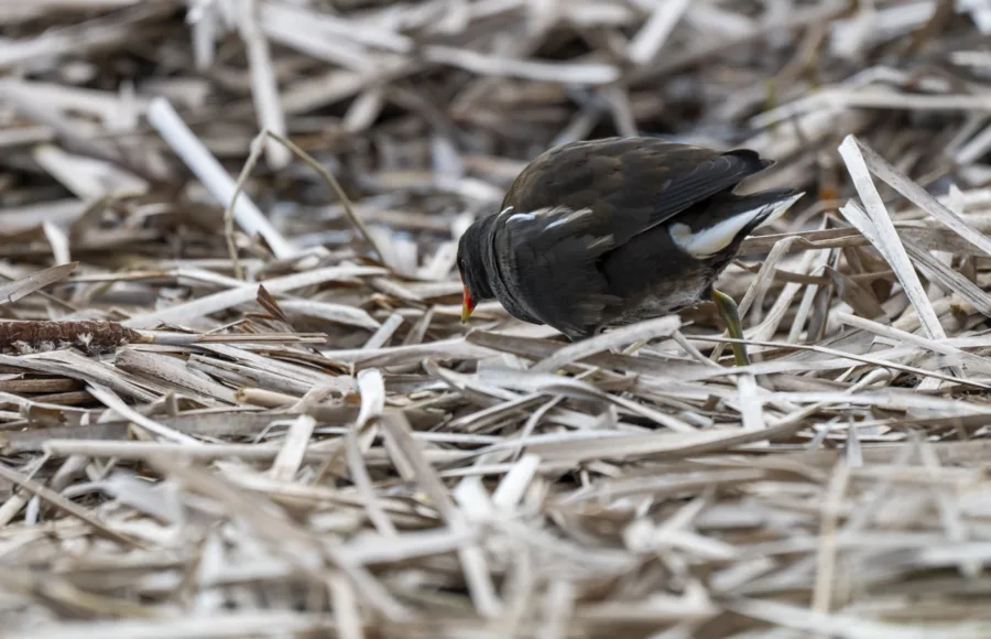 Liejukana - Kuva Paul Stevens