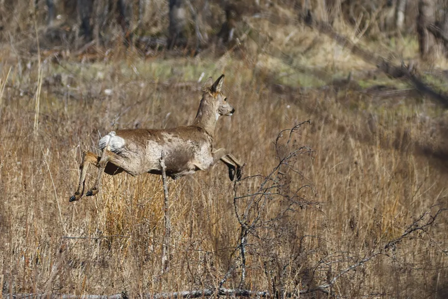 Metsäkauris - kuva Mehmet Cadiroglu