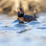 Mustakurkku-uikku - Paul Stevens