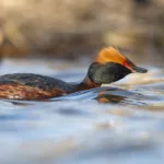 Mustakurkku-uikku - Paul Stevens