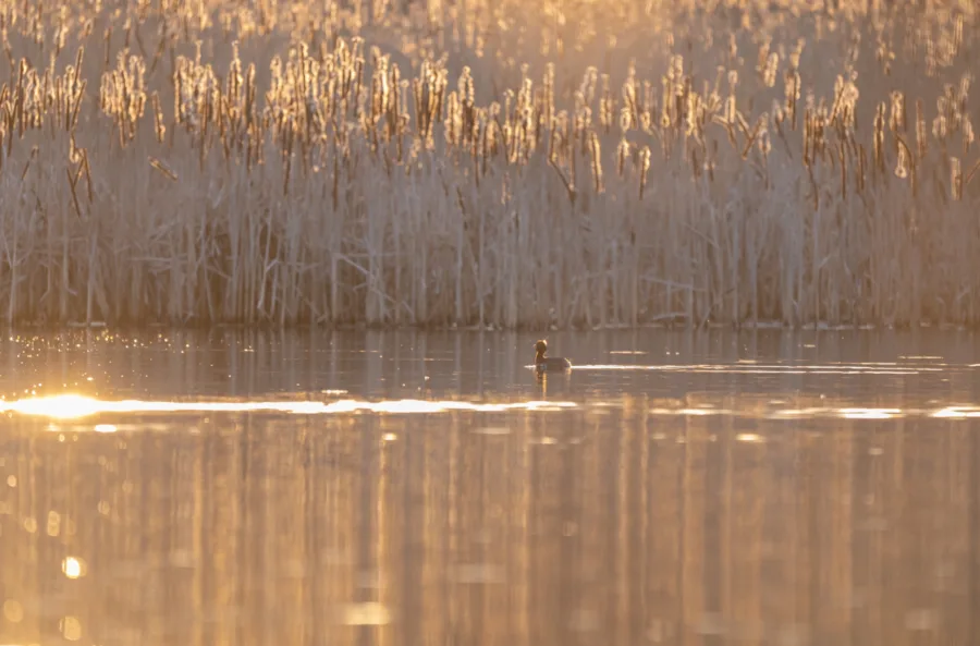 Mustakurkku-uikku - Kuva Paul Stevens