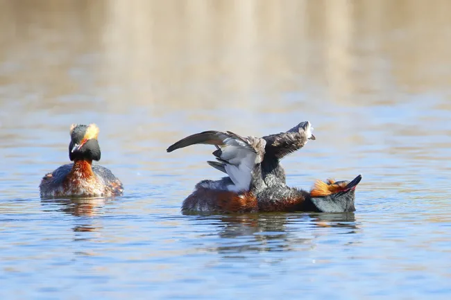 Mustakurkku-uikkupari - kuva Mehmet Cadiroglu