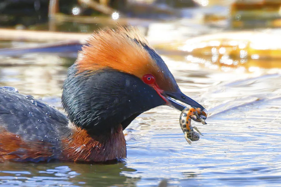 Mustakurkku-uikku sai manterin - kuva Mehmet Cadiroglu