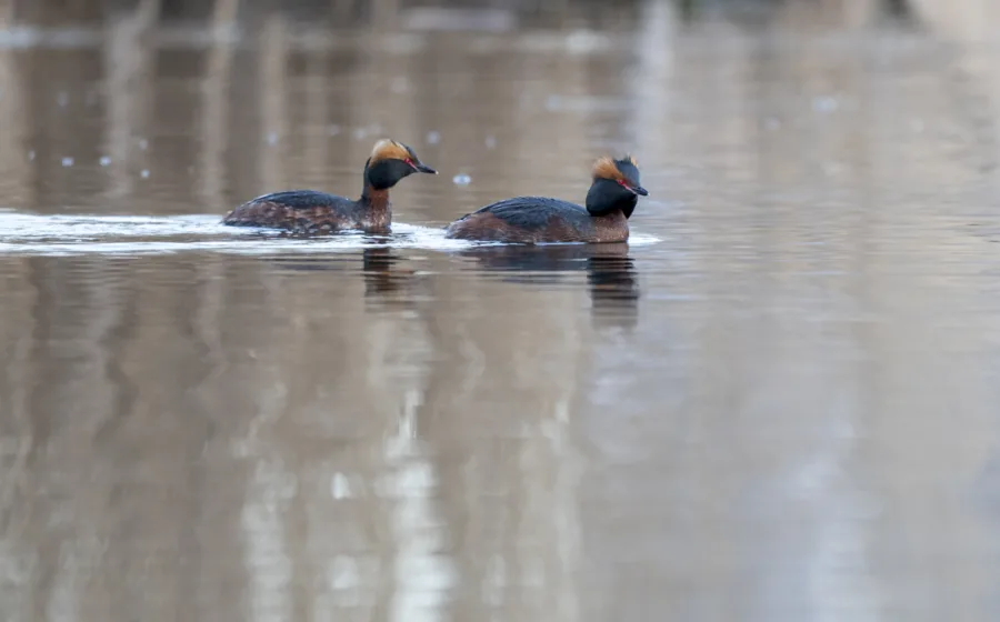 Mustakurkku-uikkupari - Kuva Paul Stevens