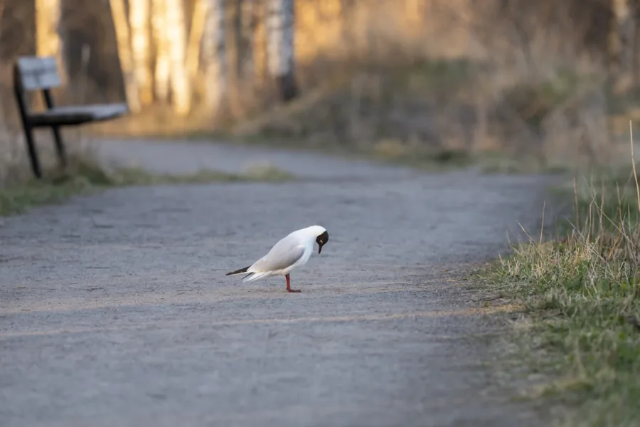 Naurulokki polulla - Kuva Paul Stevens