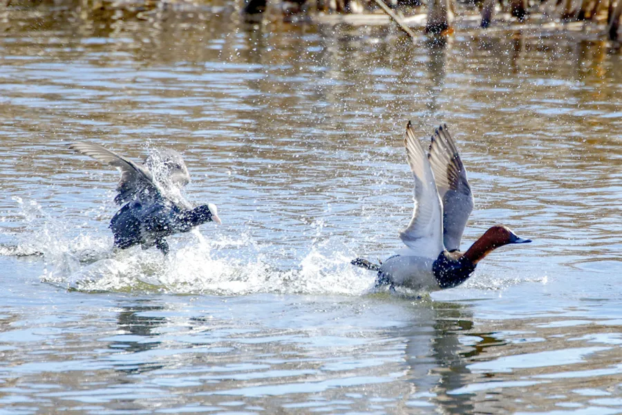 Nokikana hätyyttää punasotkaa - kuva Mehmet Cadiroglu
