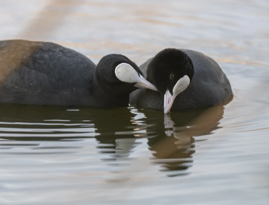 Nokikanojen lemmiskely - Kuva Paul Stevens